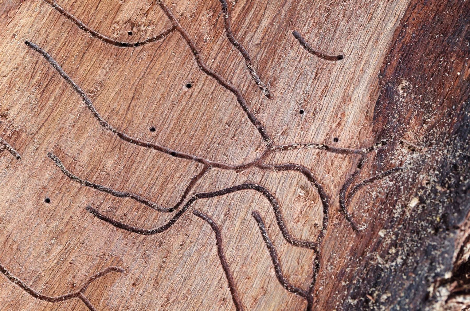 Termite Inspections